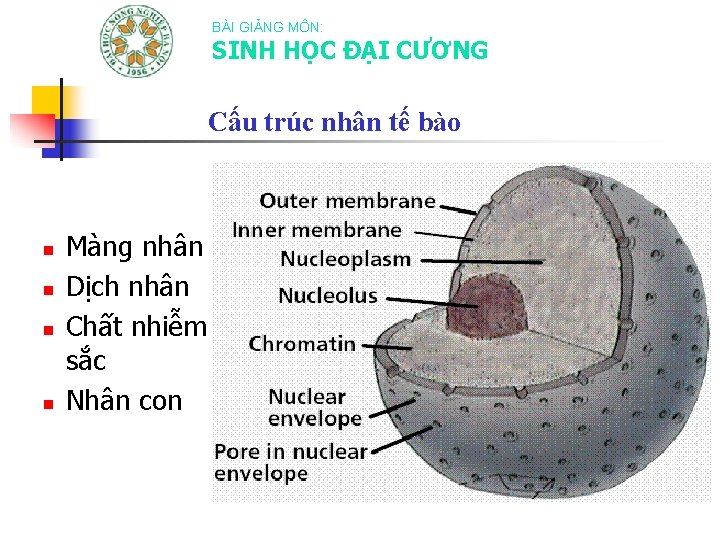 BÀI GIẢNG MÔN: SINH HỌC ĐẠI CƯƠNG Cấu trúc nhân tế bào n n
