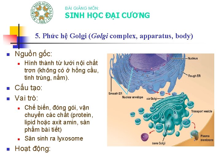 BÀI GIẢNG MÔN: SINH HỌC ĐẠI CƯƠNG 5. Phức hệ Golgi (Golgi complex, apparatus,