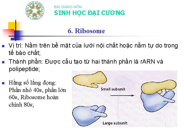 BÀI GIẢNG MÔN: SINH HỌC ĐẠI CƯƠNG 6. Ribosome n n n Vị trí: