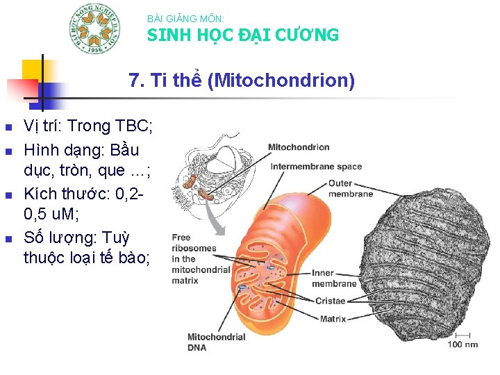 BÀI GIẢNG MÔN: SINH HỌC ĐẠI CƯƠNG 7. Ti thể (Mitochondrion) n n Vị