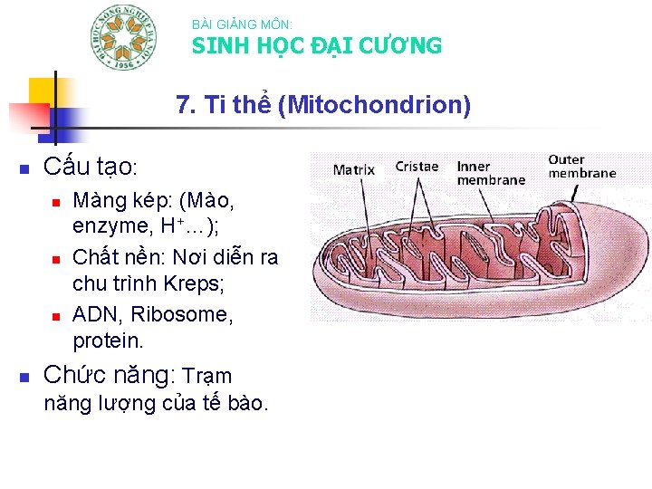 BÀI GIẢNG MÔN: SINH HỌC ĐẠI CƯƠNG 7. Ti thể (Mitochondrion) n Cấu tạo: