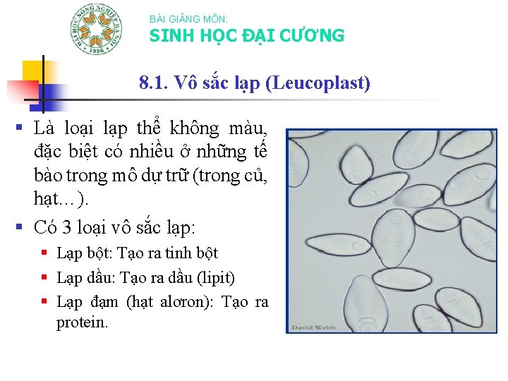 BÀI GIẢNG MÔN: SINH HỌC ĐẠI CƯƠNG 8. 1. Vô sắc lạp (Leucoplast) §