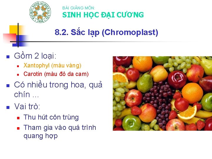 BÀI GIẢNG MÔN: SINH HỌC ĐẠI CƯƠNG 8. 2. Sắc lạp (Chromoplast) n Gồm