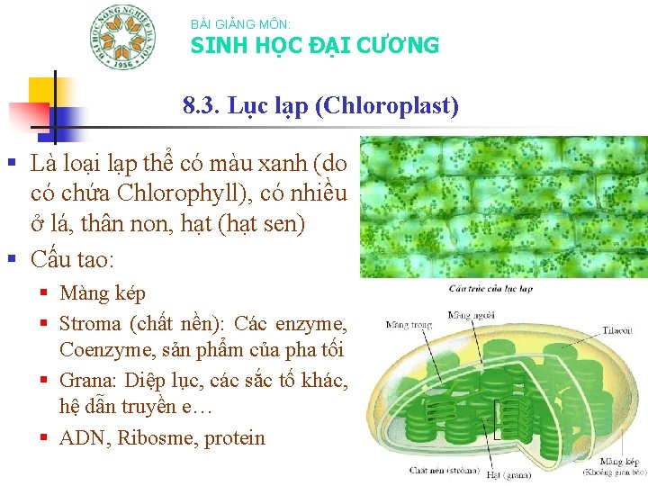 BÀI GIẢNG MÔN: SINH HỌC ĐẠI CƯƠNG 8. 3. Lục lạp (Chloroplast) § Là