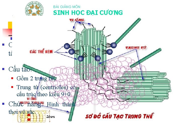 BÀI GIẢNG MÔN: SINH HỌC ĐẠI CƯƠNG 9. Trung thể (Centrosome) § Có ở