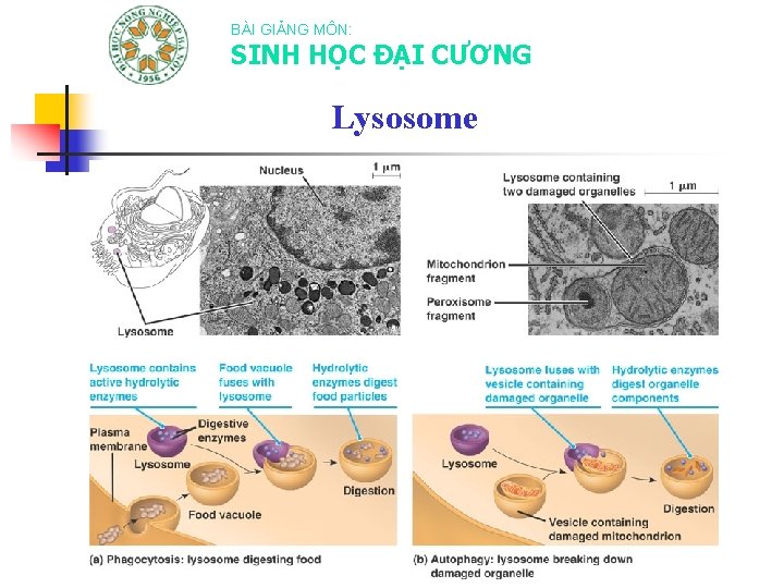 BÀI GIẢNG MÔN: SINH HỌC ĐẠI CƯƠNG Lysosome 