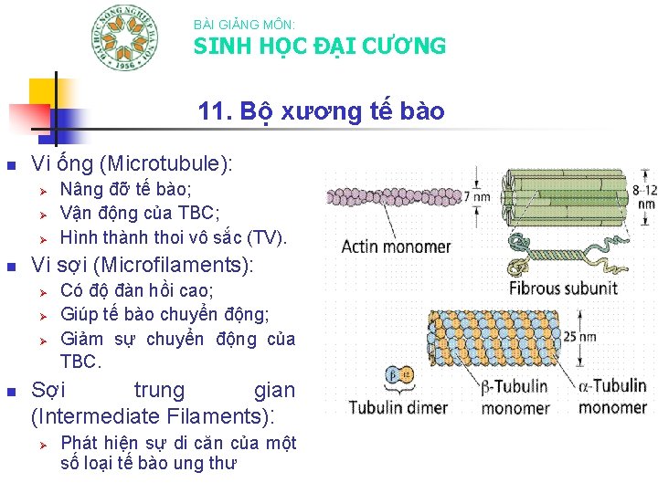 BÀI GIẢNG MÔN: SINH HỌC ĐẠI CƯƠNG 11. Bộ xương tế bào n Vi