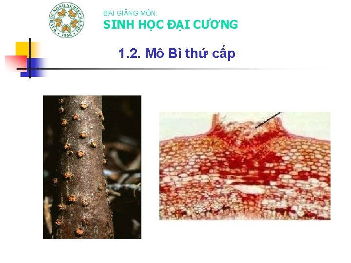 BÀI GIẢNG MÔN: SINH HỌC ĐẠI CƯƠNG 1. 2. Mô Bì thứ cấp 