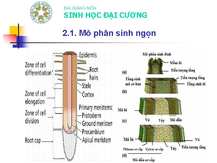 BÀI GIẢNG MÔN: SINH HỌC ĐẠI CƯƠNG 2. 1. Mô phân sinh ngọn 