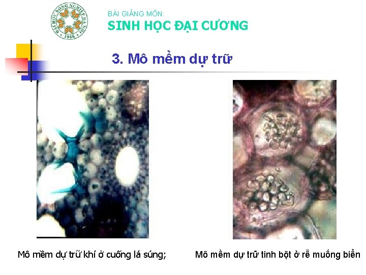 BÀI GIẢNG MÔN: SINH HỌC ĐẠI CƯƠNG 3. Mô mềm dự trữ khí ở