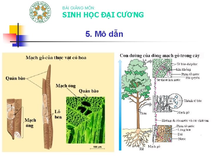 BÀI GIẢNG MÔN: SINH HỌC ĐẠI CƯƠNG 5. Mô dẫn 