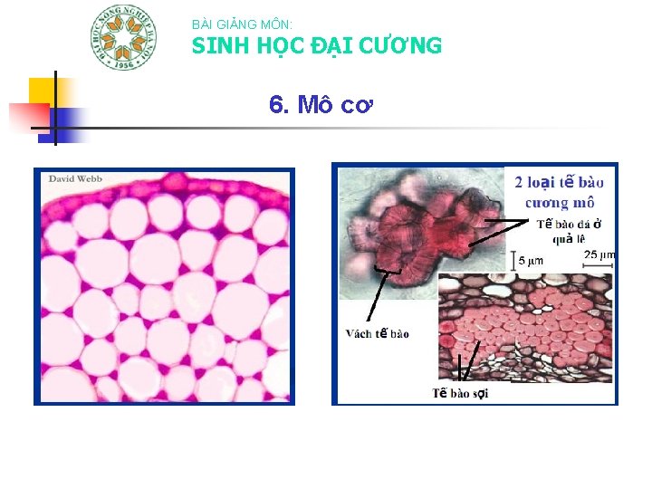 BÀI GIẢNG MÔN: SINH HỌC ĐẠI CƯƠNG 6. Mô cơ 