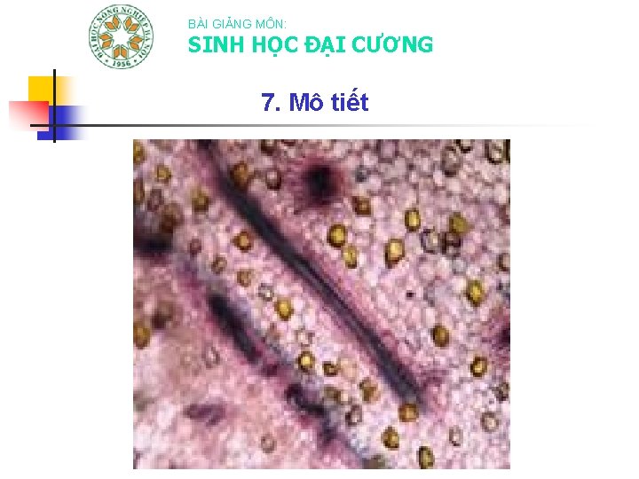BÀI GIẢNG MÔN: SINH HỌC ĐẠI CƯƠNG 7. Mô tiết 