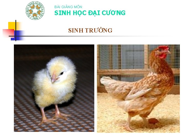 BÀI GIẢNG MÔN: SINH HỌC ĐẠI CƯƠNG SINH TRƯỞNG 