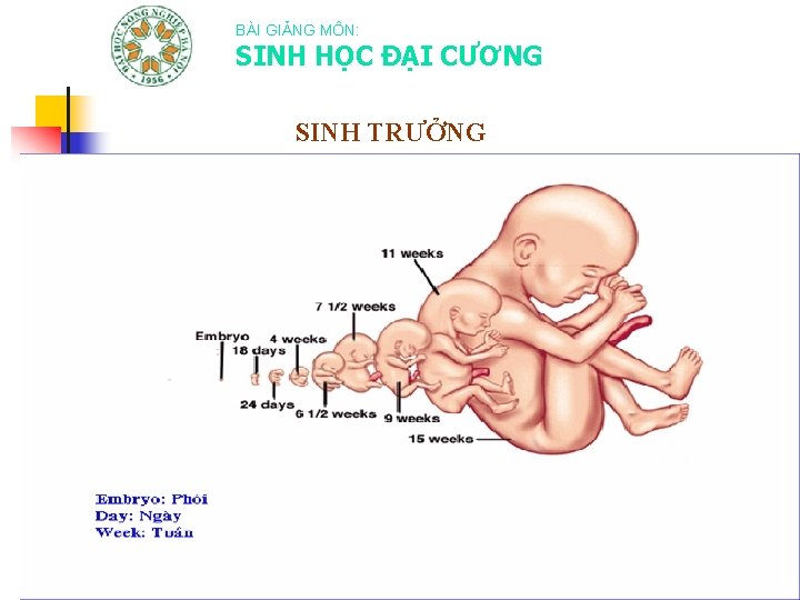 BÀI GIẢNG MÔN: SINH HỌC ĐẠI CƯƠNG SINH TRƯỞNG 