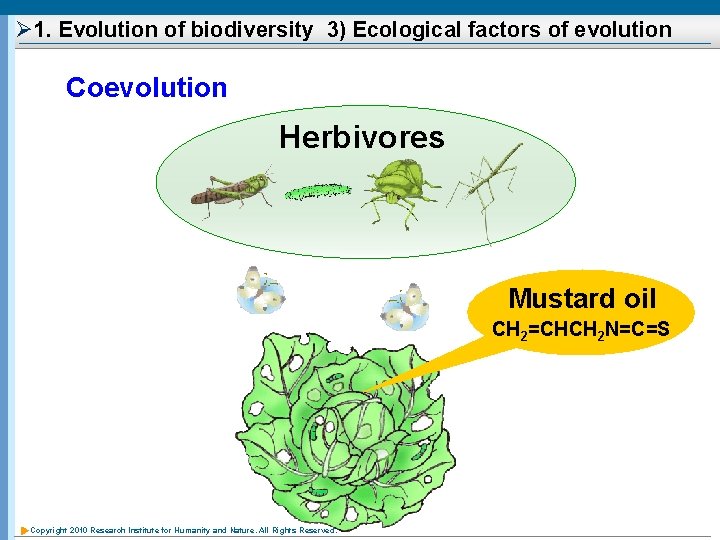 Ø 1. Evolution of biodiversity 3) Ecological factors of evolution Coevolution Herbivores Mustard oil