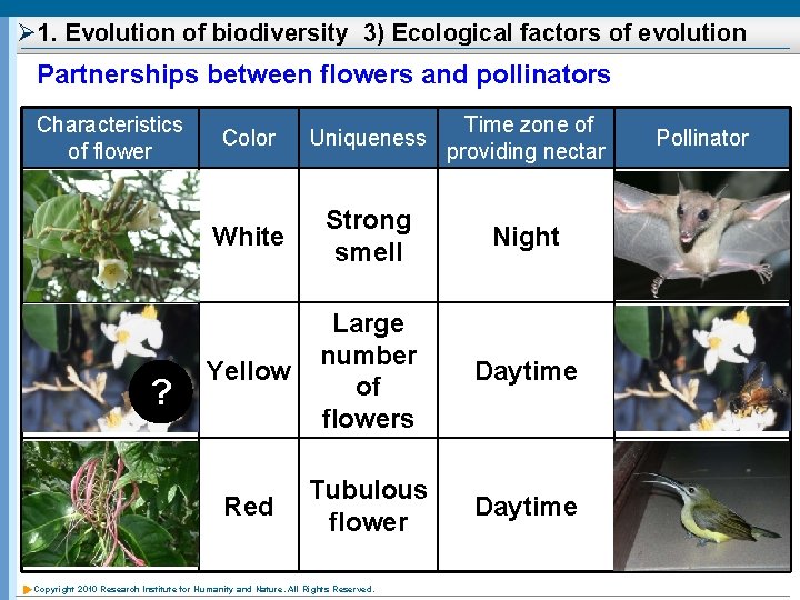 Ø 1. Evolution of biodiversity 3) Ecological factors of evolution Partnerships between flowers and