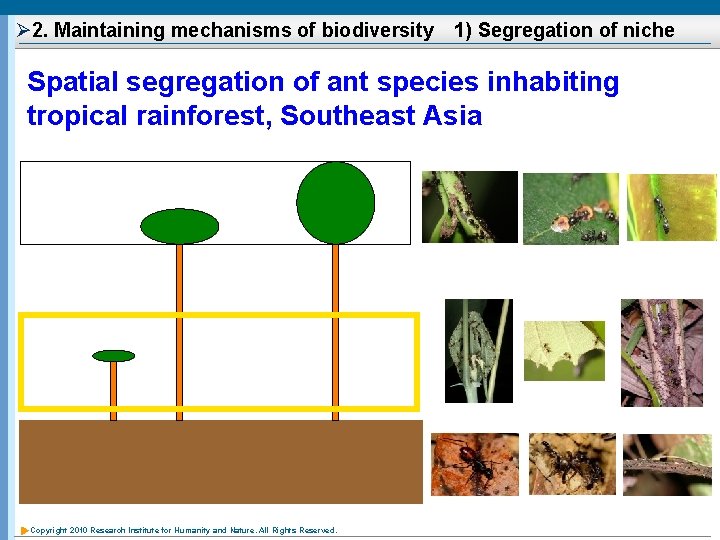 Ø 2. Maintaining mechanisms of biodiversity　1) Segregation of niche Spatial segregation of ant species