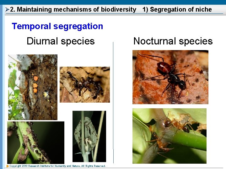 Ø 2. Maintaining mechanisms of biodiversity　1) Segregation of niche Temporal segregation Diurnal species Copyright