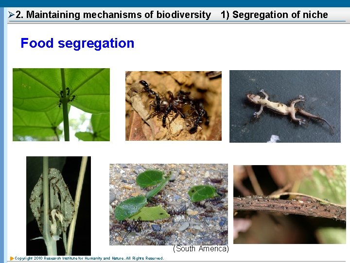 Ø 2. Maintaining mechanisms of biodiversity　1) Segregation of niche Food segregation (South America) Copyright
