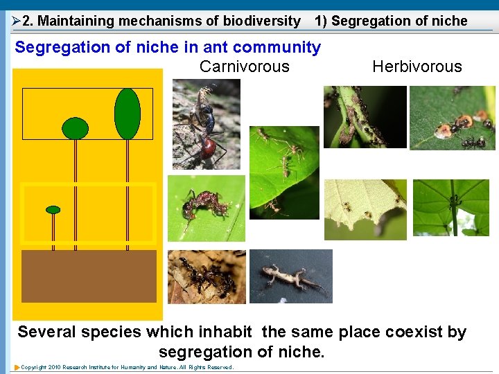 Ø 2. Maintaining mechanisms of biodiversity　1) Segregation of niche in ant community Carnivorous Herbivorous