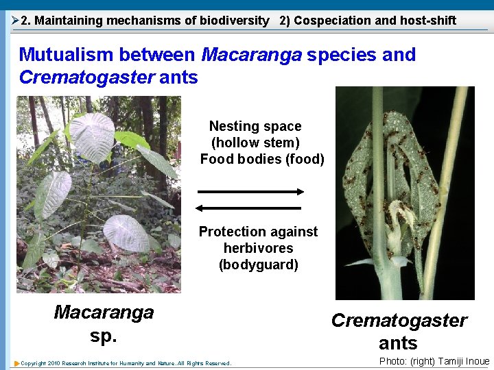 Ø 2. Maintaining mechanisms of biodiversity 2) Cospeciation and host-shift Mutualism between Macaranga species