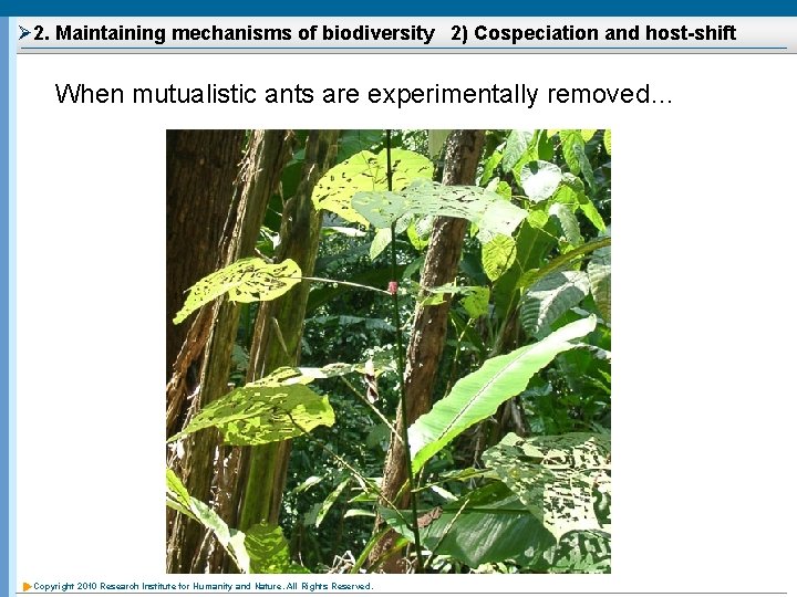 Ø 2. Maintaining mechanisms of biodiversity 2) Cospeciation and host-shift When mutualistic ants are