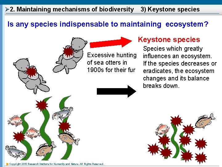 Ø 2. Maintaining mechanisms of biodiversity 3) Keystone species Is any species indispensable to