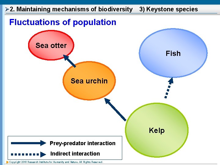 Ø 2. Maintaining mechanisms of biodiversity 3) Keystone species Fluctuations of population Sea otter
