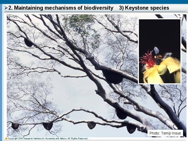 Ø 2. Maintaining mechanisms of biodiversity 3) Keystone species Photo: Tamiji Inoue Copyright 2010