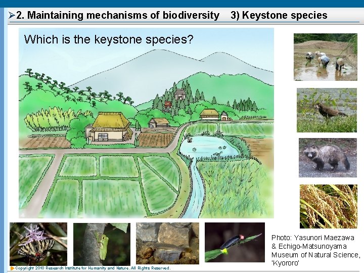 Ø 2. Maintaining mechanisms of biodiversity 3) Keystone species Which is the keystone species?