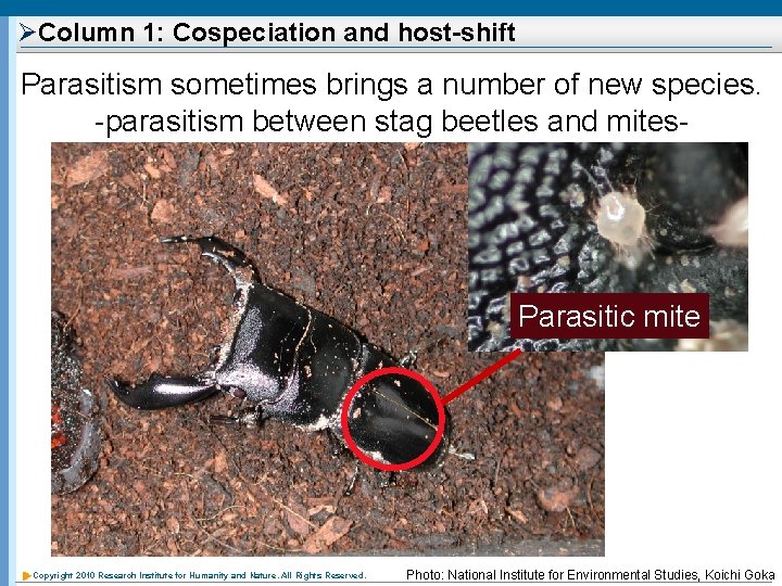 ØColumn 1: Cospeciation and host-shift Parasitism sometimes brings a number of new species. -parasitism