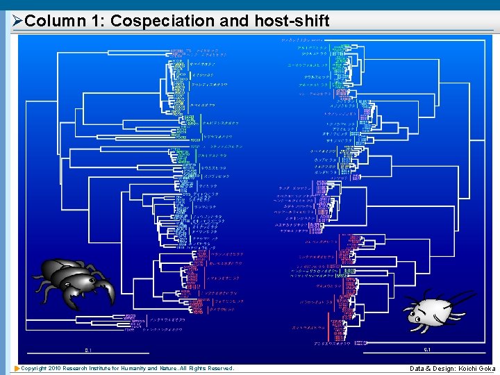 ØColumn 1: Cospeciation and host-shift Copyright 2010 Research Institute for Humanity and Nature. All