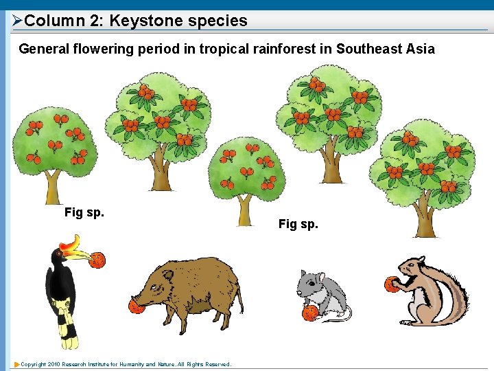 ØColumn 2: Keystone species General flowering period in tropical rainforest in Southeast Asia Fig