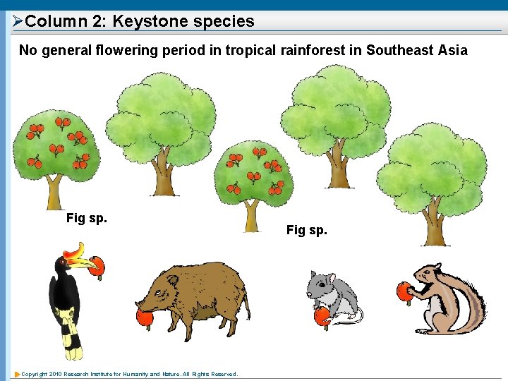 ØColumn 2: Keystone species No general flowering period in tropical rainforest in Southeast Asia