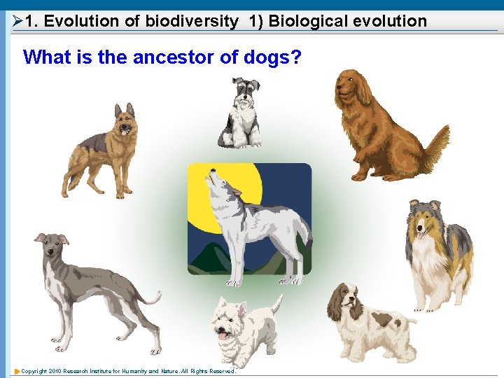 Ø 1. Evolution of biodiversity 1) Biological evolution What is the ancestor of dogs?