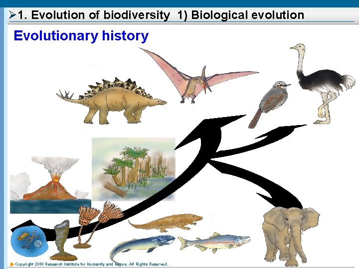 Ø 1. Evolution of biodiversity 1) Biological evolution Evolutionary history Copyright 2010 Research Institute