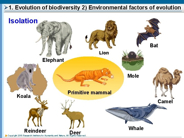 Ø 1. Evolution of biodiversity 2) Environmental factors of evolution Isolation Bat Lion Elephant