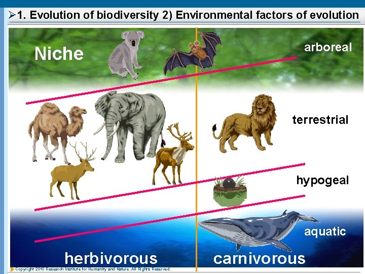 Ø 1. Evolution of biodiversity 2) Environmental factors of evolution Niche arboreal terrestrial hypogeal