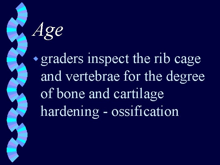 Age w graders inspect the rib cage and vertebrae for the degree of bone