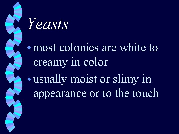 Yeasts w most colonies are white to creamy in color w usually moist or