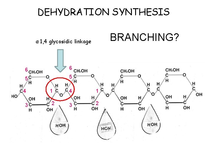 DEHYDRATION SYNTHESIS BRANCHING? α 1, 4 glycosidic linkage 6 6 5 5 4 3