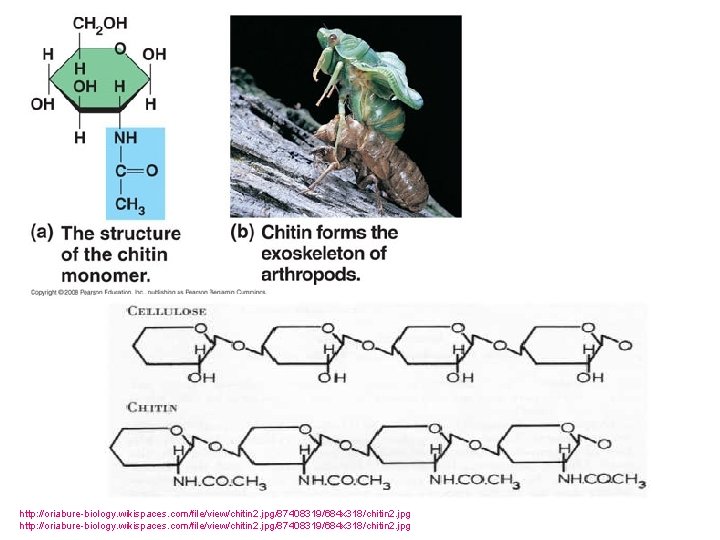 http: //oriabure-biology. wikispaces. com/file/view/chitin 2. jpg/87408319/684 x 318/chitin 2. jpg 