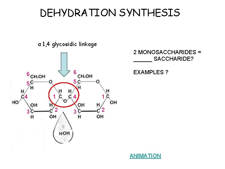 DEHYDRATION SYNTHESIS α 1, 4 glycosidic linkage 2 MONOSACCHARIDES = ______ SACCHARIDE? 6 6
