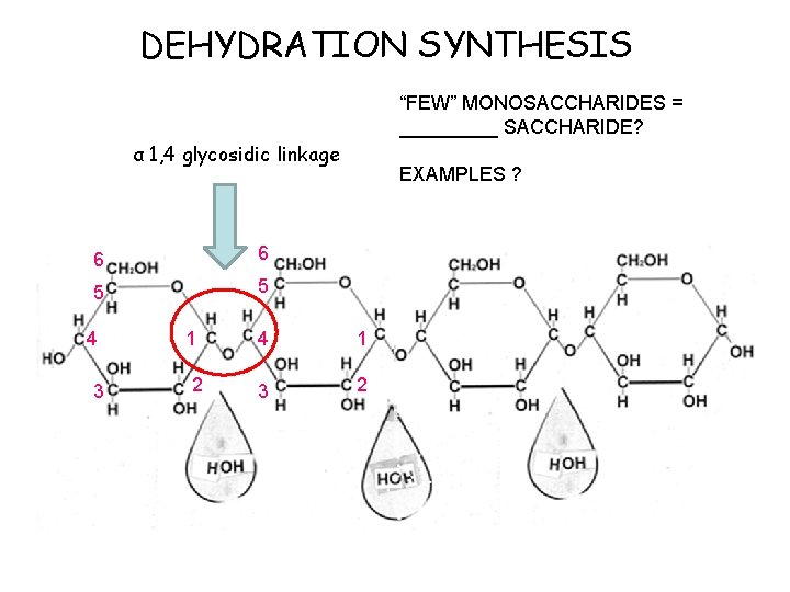DEHYDRATION SYNTHESIS “FEW” MONOSACCHARIDES = _____ SACCHARIDE? α 1, 4 glycosidic linkage 6 6