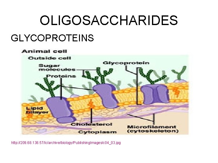 OLIGOSACCHARIDES GLYCOPROTEINS http: //209. 68. 138. 57/lc/archive/biology/Publishing. Images/c 04_03. jpg 