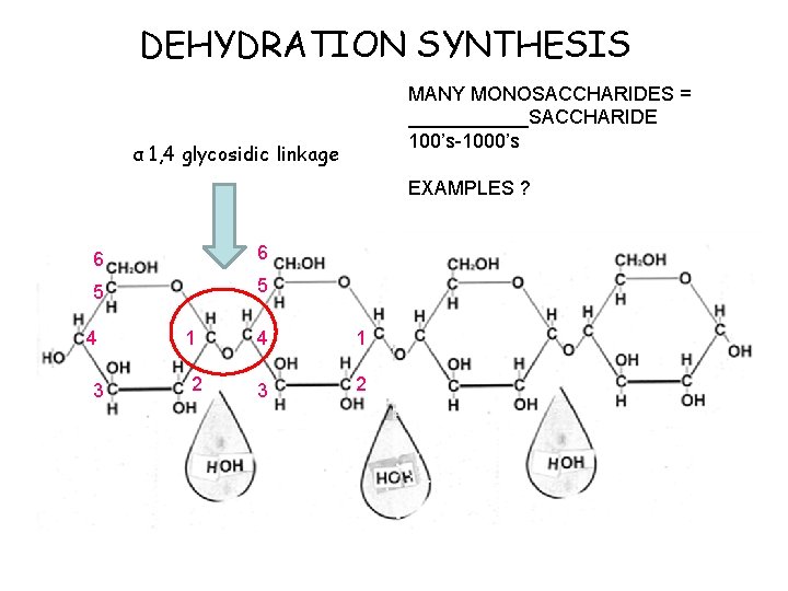 DEHYDRATION SYNTHESIS MANY MONOSACCHARIDES = ______SACCHARIDE 100’s-1000’s α 1, 4 glycosidic linkage EXAMPLES ?