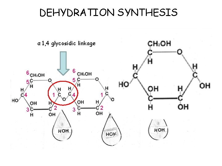 DEHYDRATION SYNTHESIS α 1, 4 glycosidic linkage 6 6 5 5 4 3 1