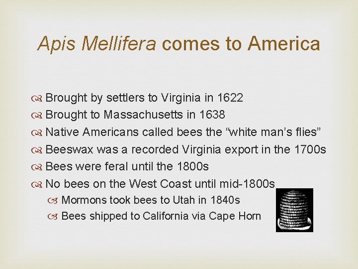 Apis Mellifera comes to America Brought by settlers to Virginia in 1622 Brought to
