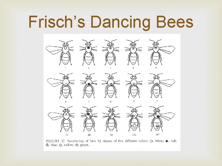 Frisch’s Dancing Bees 